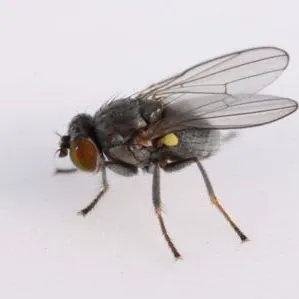 thumbnail for publication: Hydrilla Leaf Mining Flies (unofficial common name) Hydrellia spp. (Insecta: Diptera: Ephydridae)